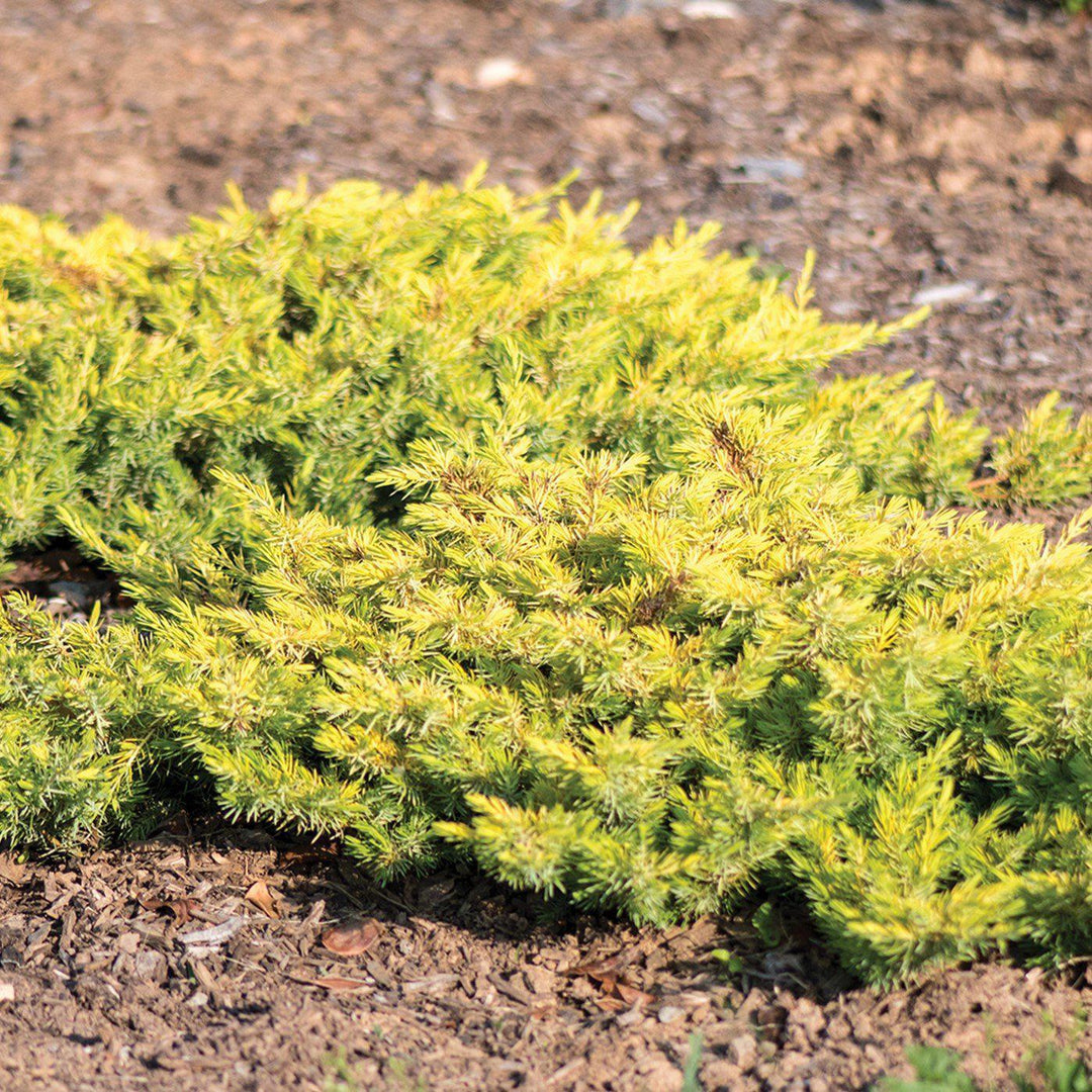 Juniperus conferta ~ Golden Pacific™ Juniper