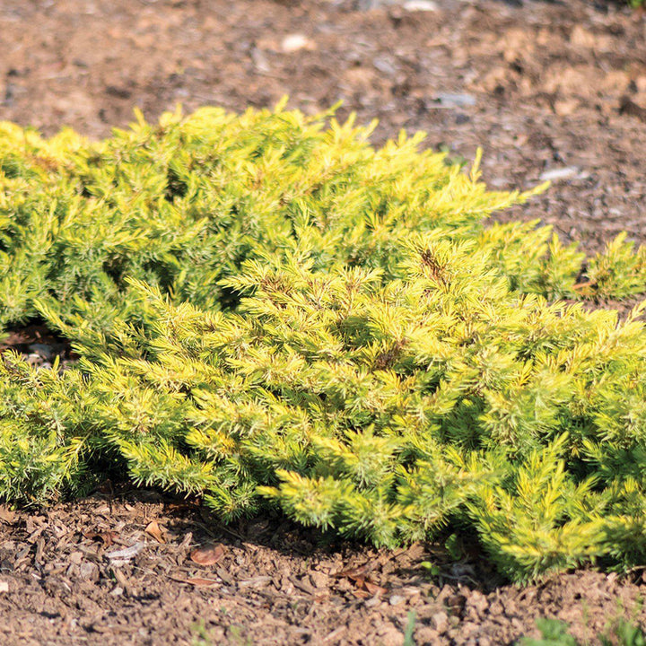 Juniperus conferta ~ Golden Pacific™ Juniper