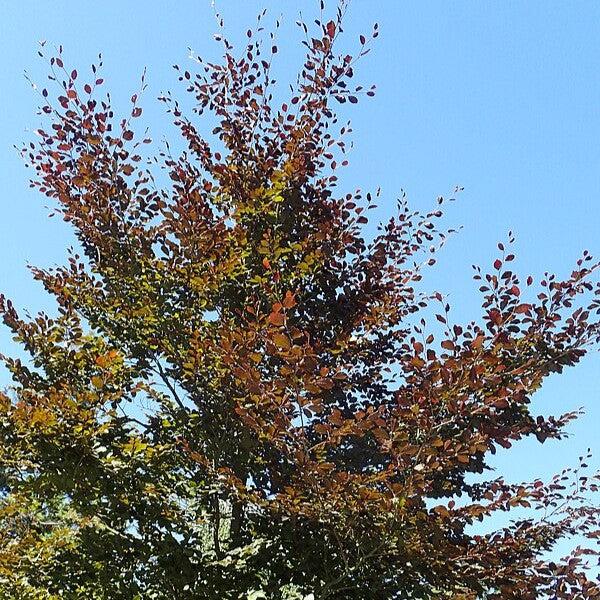 Fagus sylvatica 'Riversii' ~ Rivers Purple Beech