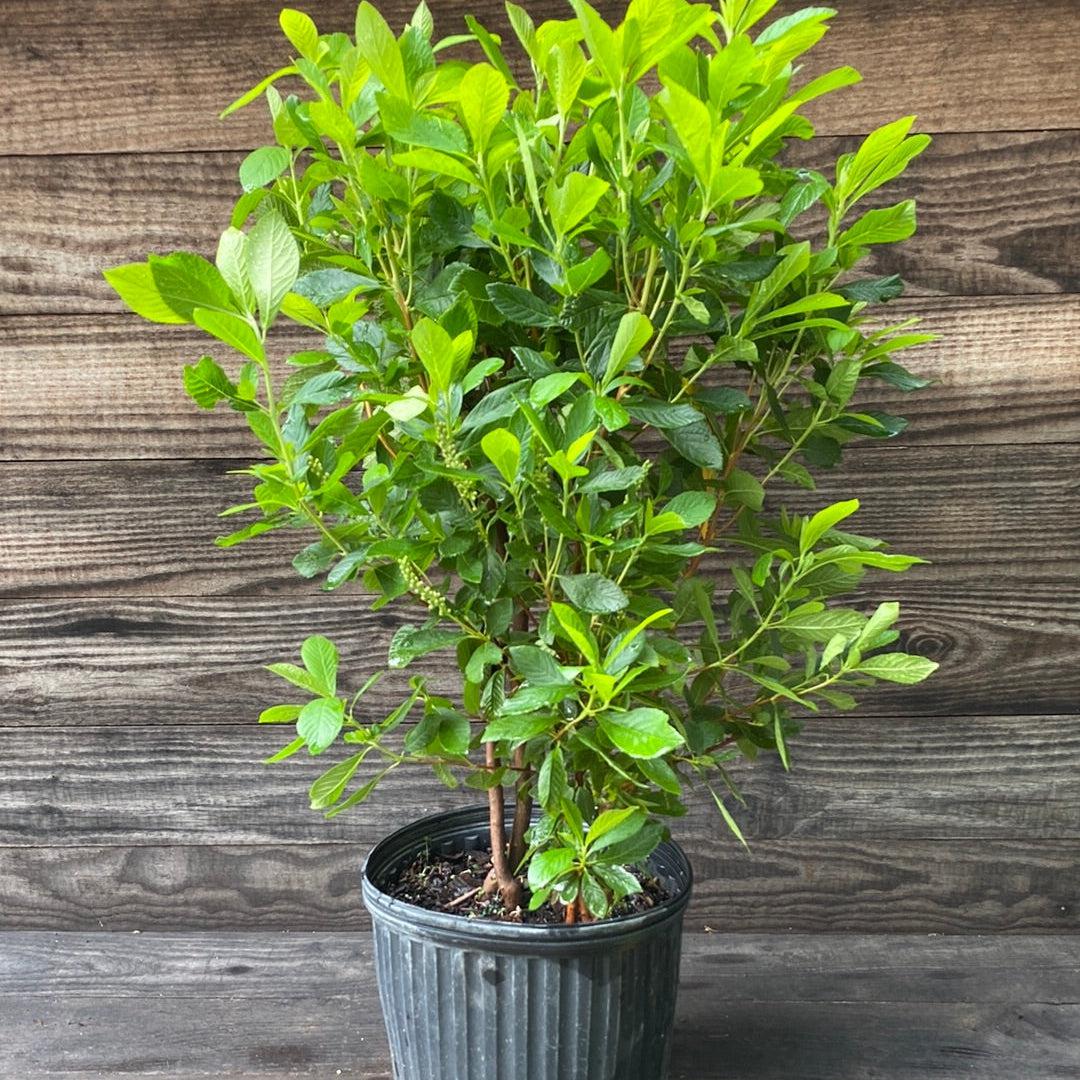 Clethra alnifolia 'Ruby Spice' ~ Ruby Spice Summersweet