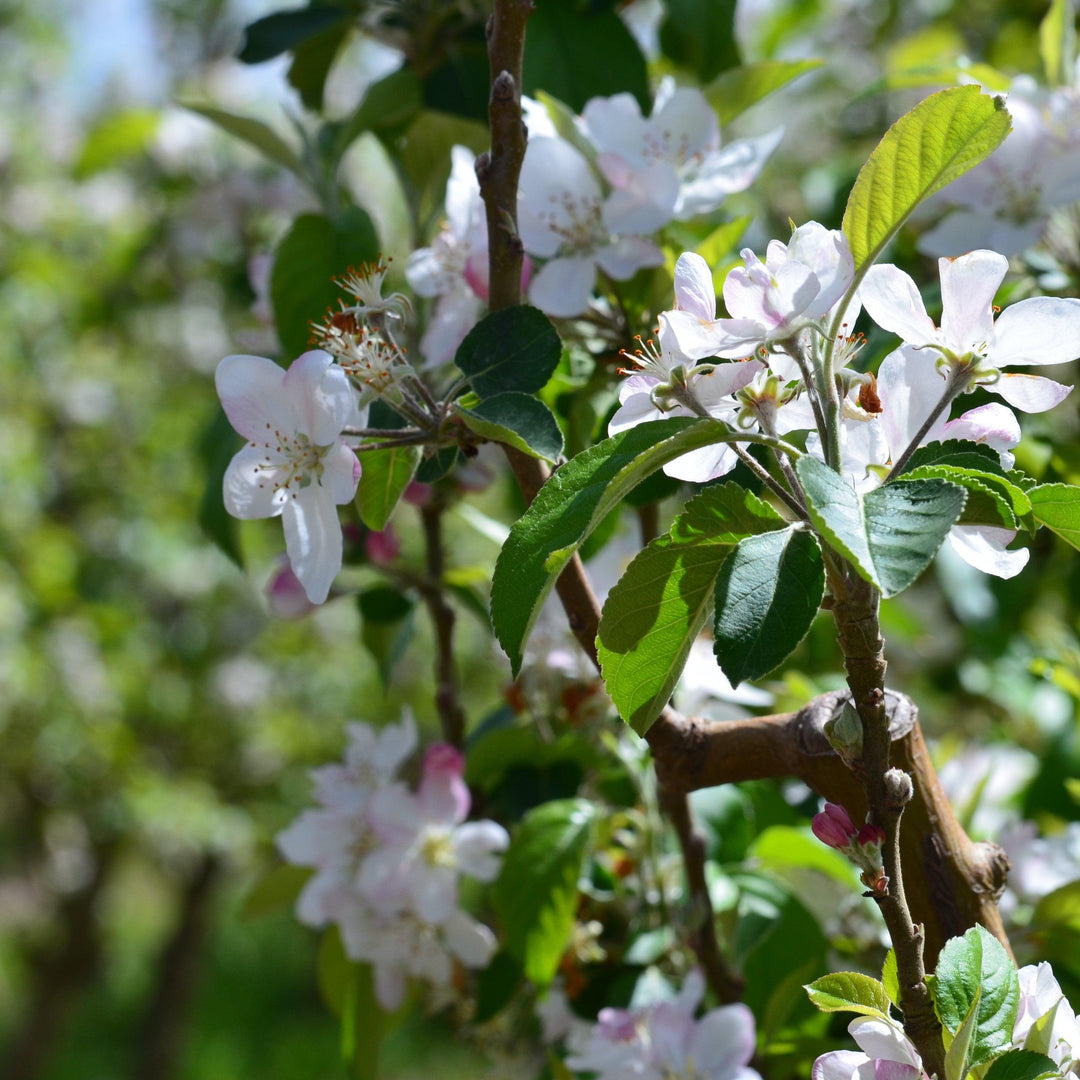 Malus 'Cripps Pink' ~ Pink Lady® Apple