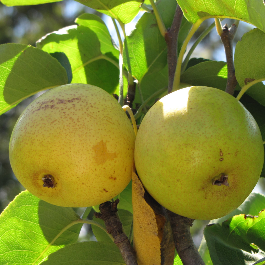 Pyrus pyrifolia ~ Asian Pear