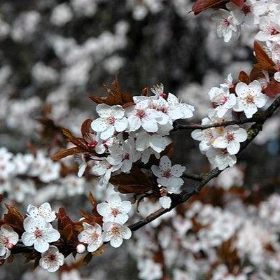 Prunus cerasifera 'Atropurpurea' ~ Purple Leaf Plum