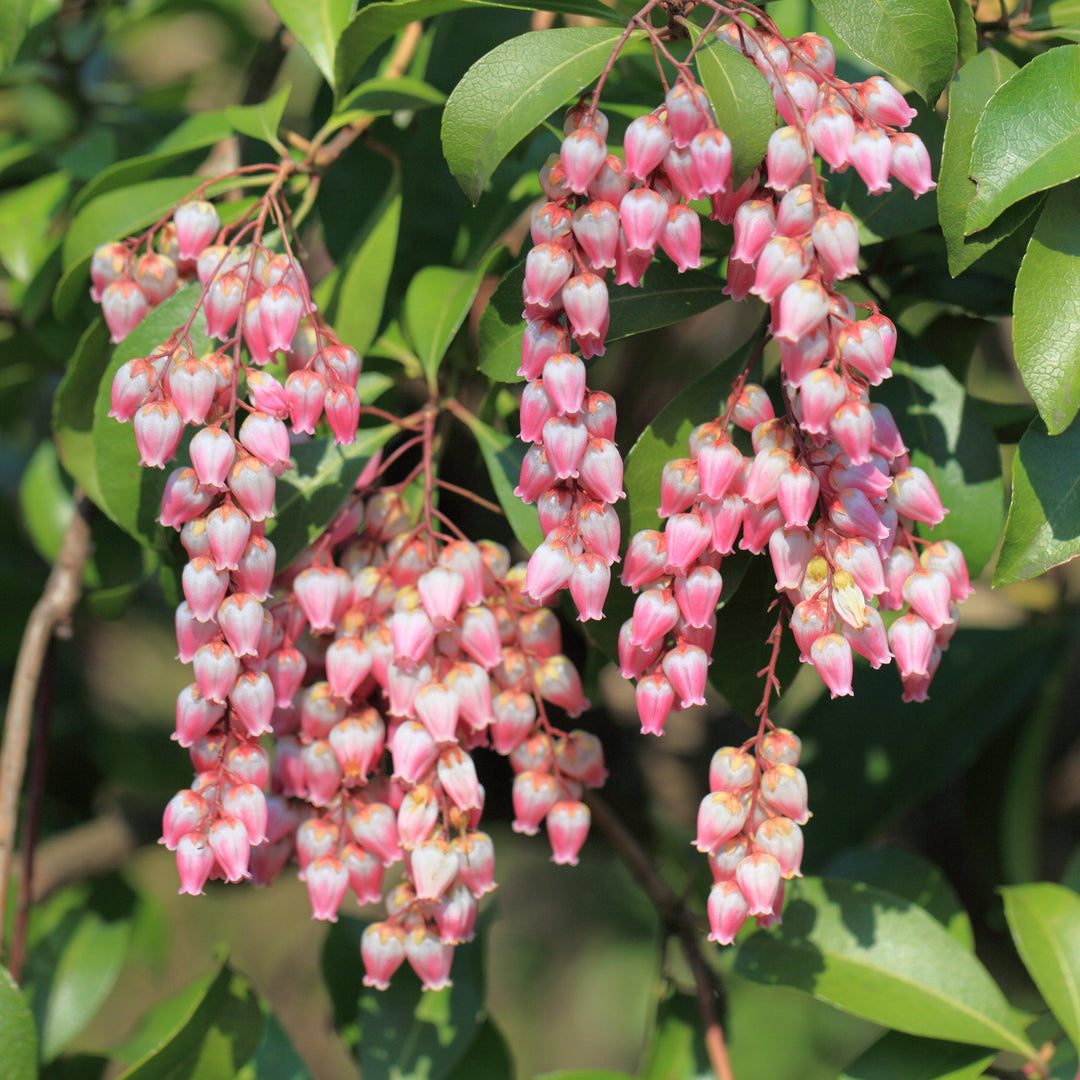 Andromeda 'Katsura' ~ Katsura Pieris