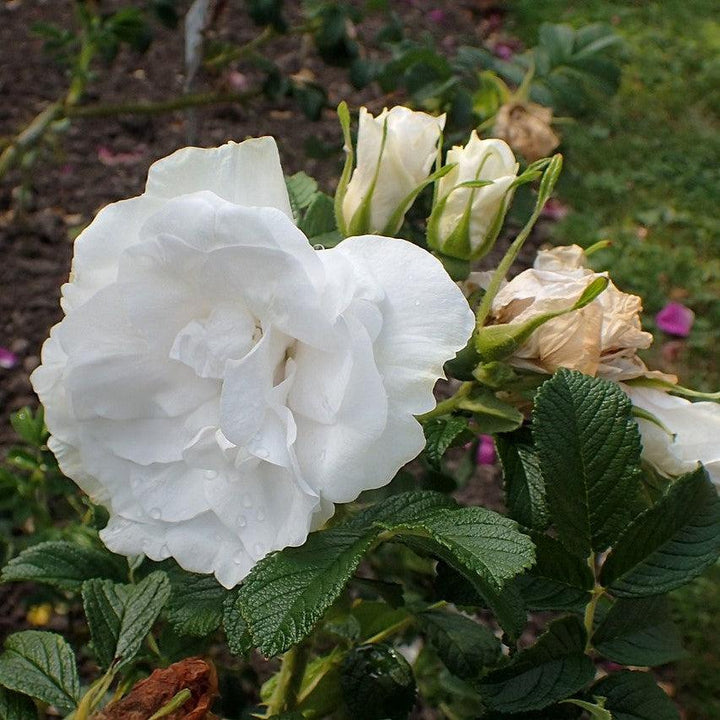 Rosa 'Blanc Double De Coubert' ~ Blanc Double De Coubert Rose