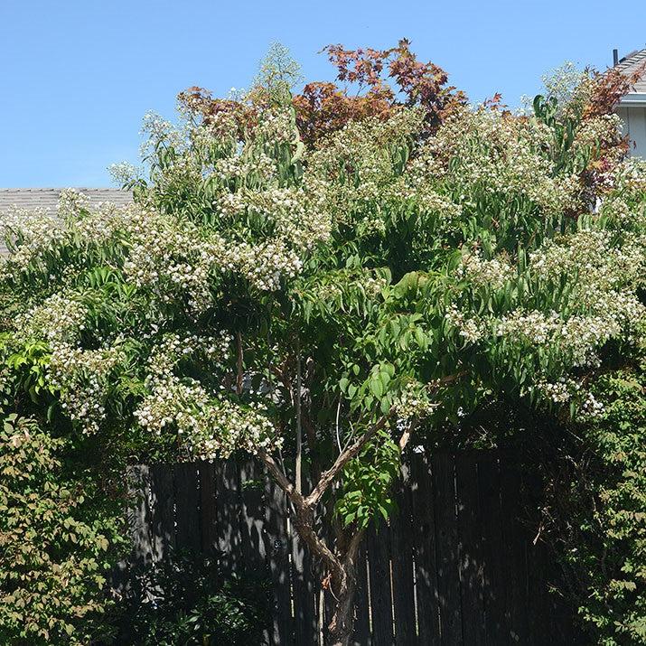 Heptacodium miconioides ~ Seven-Son Flower