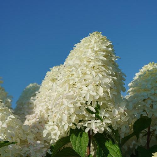 Hydrangea  'Quick Fire Fab'