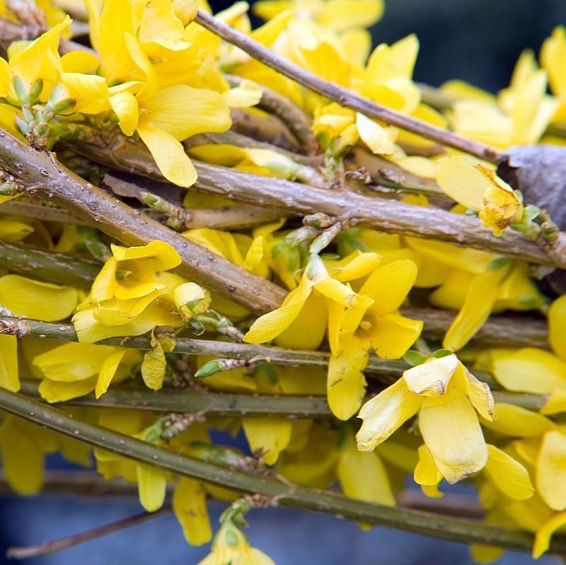 Forsythia x intermedia 'Lynwood Gold' ~ Lynwood Gold Forsythia