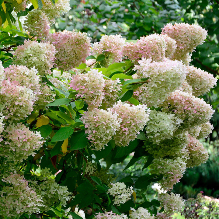 Hydrangea 'Bobo'