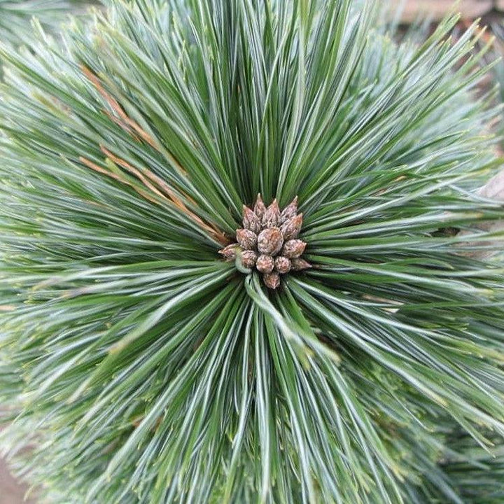 Pinus flexilis 'Vanderwolf's Pyramid' ~ Vanderwolf Pine