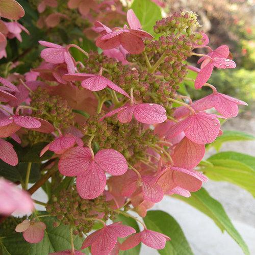 Hydrangea 'Quick Fire'