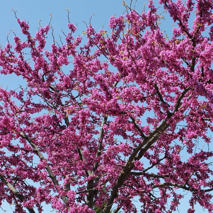 Cercis canadensis 'Greswan' ~ Burgundy Hearts® Redbud