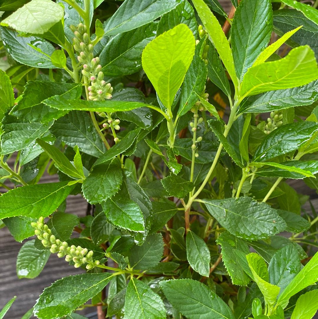 Clethra alnifolia 'Ruby Spice' ~ Ruby Spice Summersweet