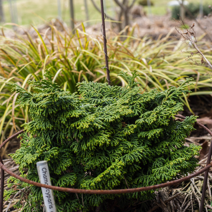 Chamaecyparis obtusa 'Kosteri' ~ Kosteri Hinoki Cypress