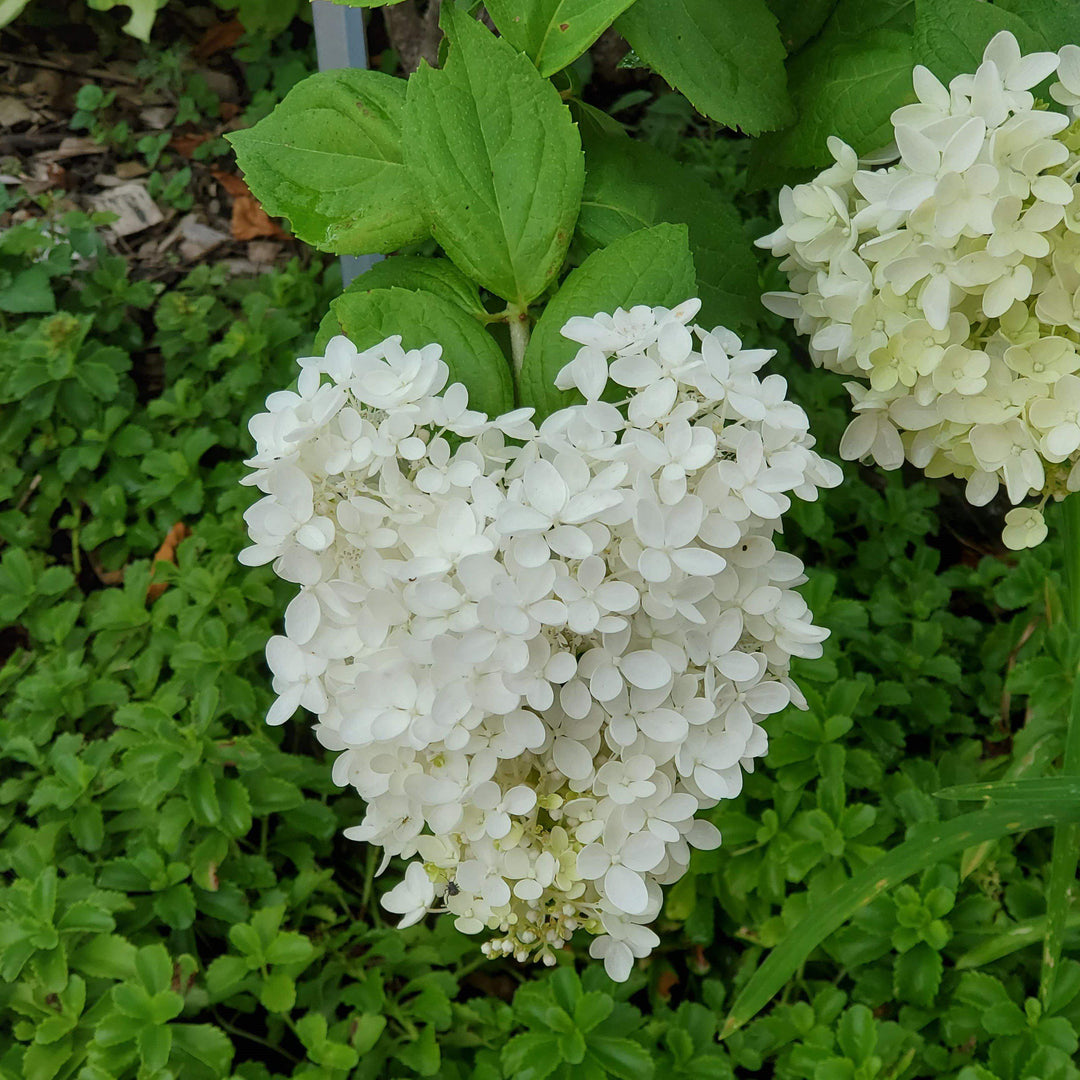 Hydrangea 'Pee Gee'