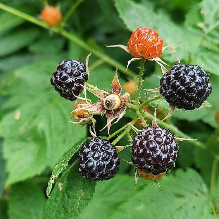 Rubus occidentalis ~ Black Raspberry