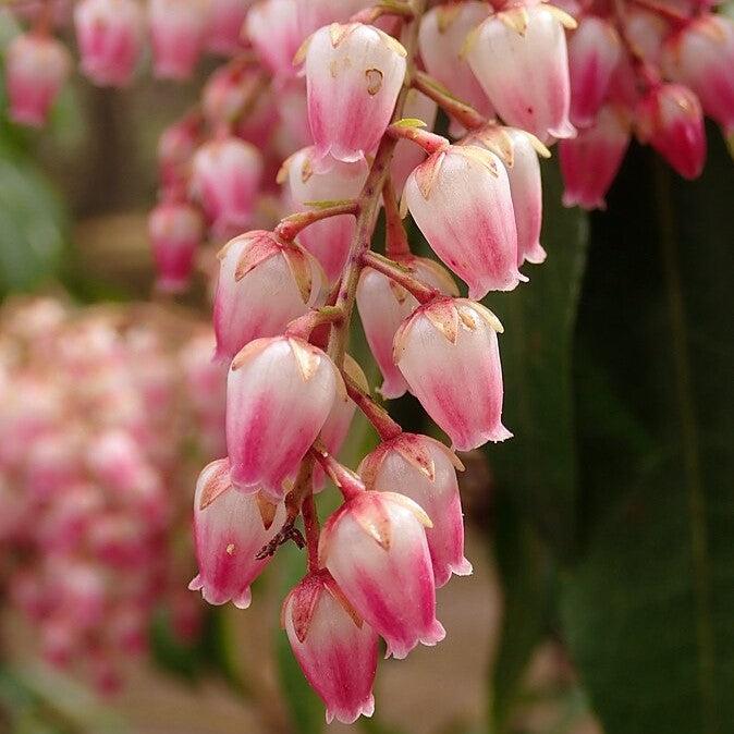 Andromeda 'Valley Rose' ~ Valley Rose