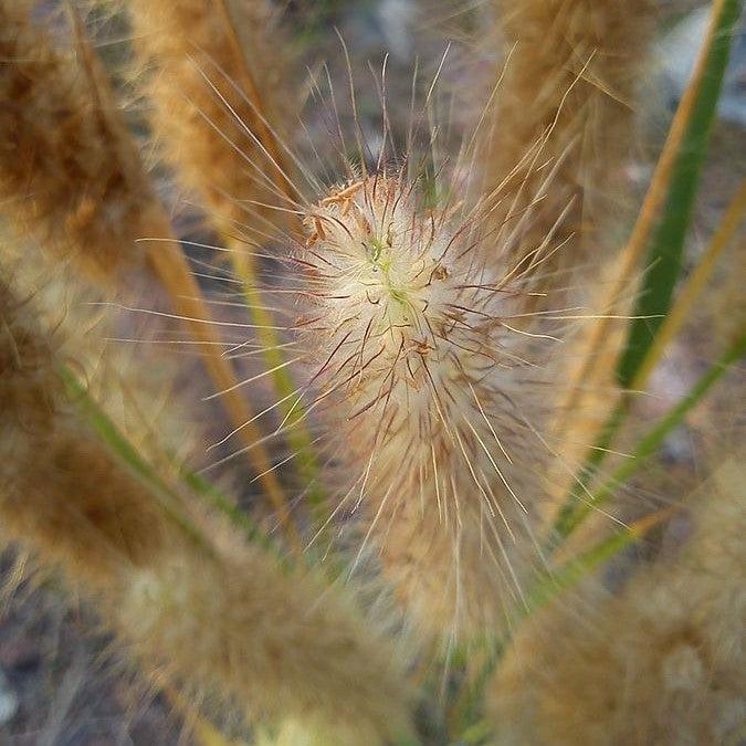 Pennisetum alopecuroides 'Ginger Love' ~ Ginger Love Fountain Grass