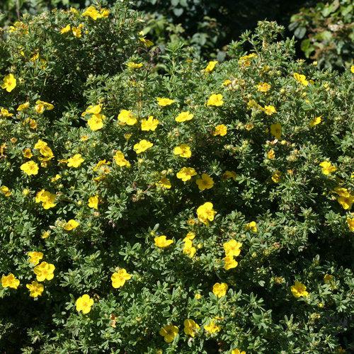 Potentilla fruticosa 'Lundy' ~ Happy Face® Yellow Potentilla