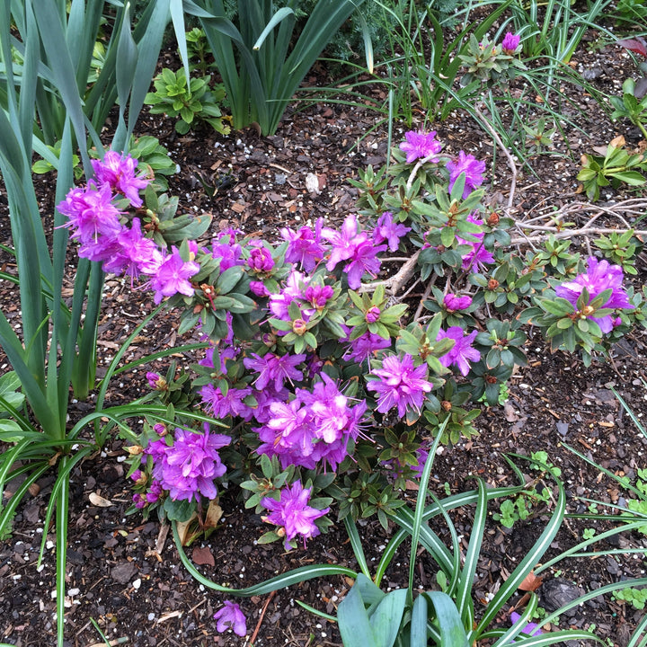 Rhododendron 'Purple Gem' ~ Purple Gem Rhododendron