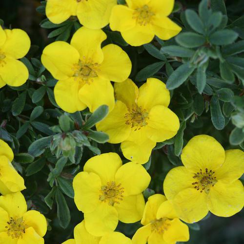 Potentilla fruticosa 'Lundy' ~ Happy Face® Yellow Potentilla