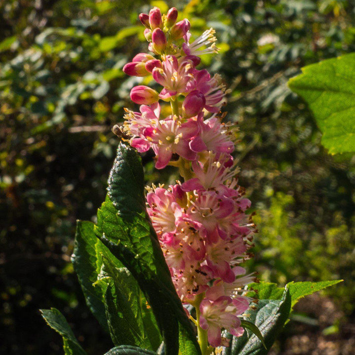 Clethra alnifolia 'Ruby Spice' ~ Ruby Spice Summersweet