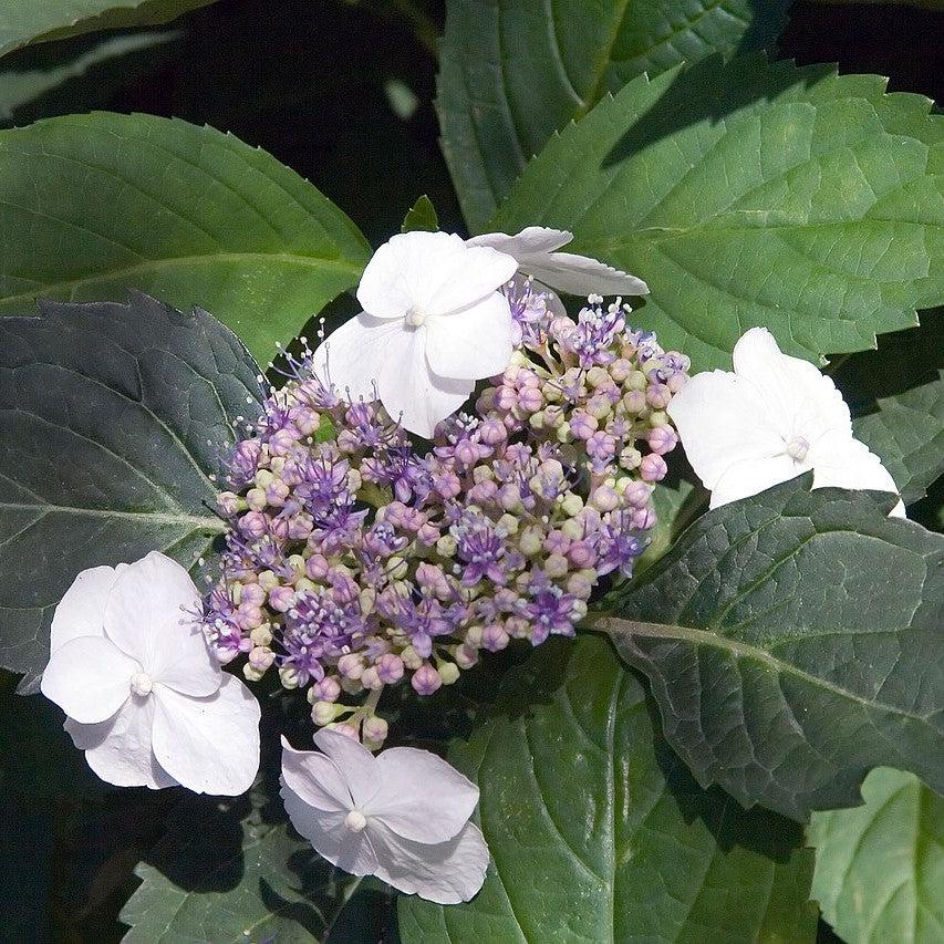 Hydrangea macrophylla 'Tokyo Delight' ~ Tokyo Delight Hydrangea