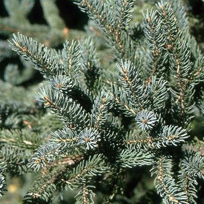 Picea glauca ~ White Spruce