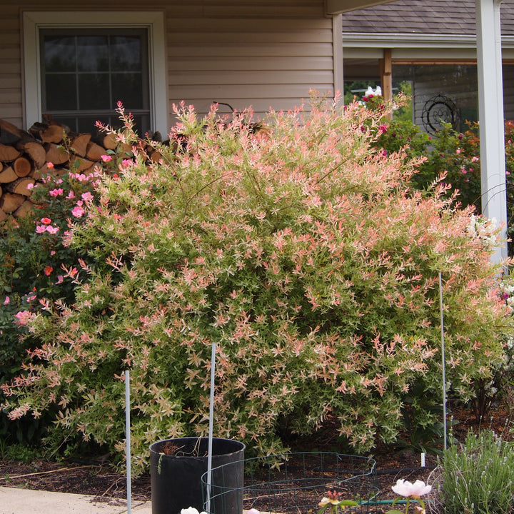 Salix integra 'Flamingo' ~ Flamingo Dappled Willow