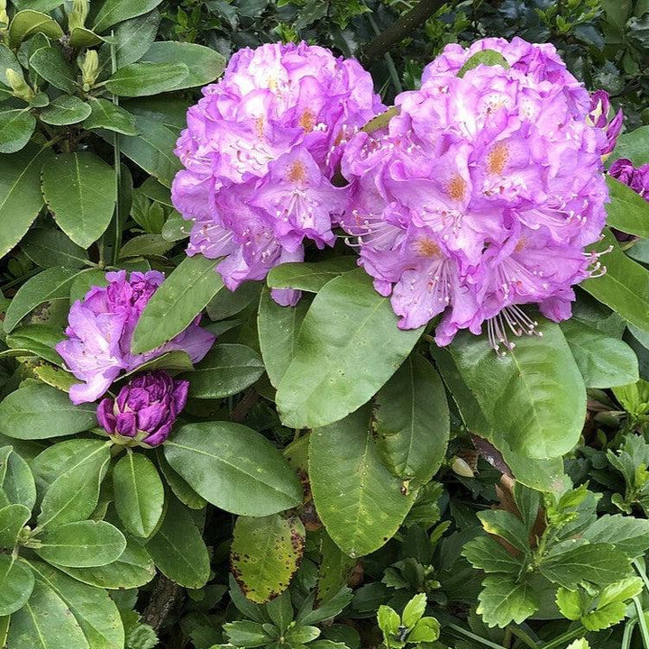 Rhododendron 'Minnetonka' ~ Minnetonka Rhododendron