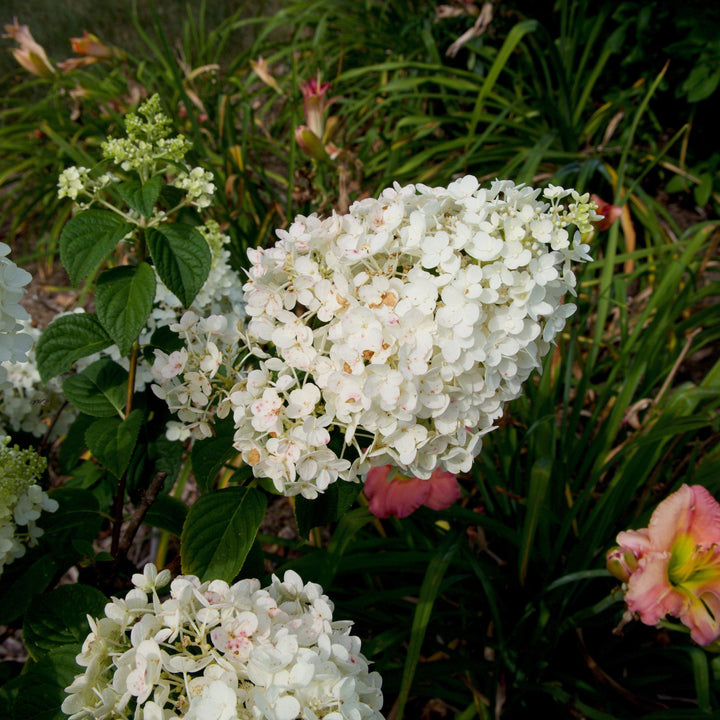 Hydrangea 'Strawberry Sundae'