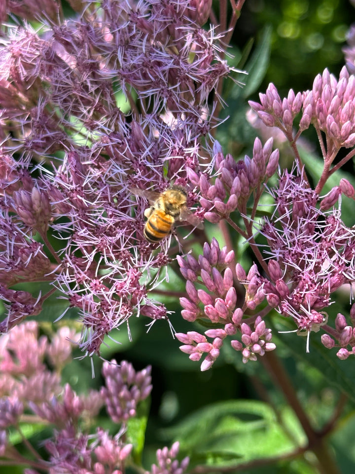 Native Gardening Made Easy + Native Plant Kit