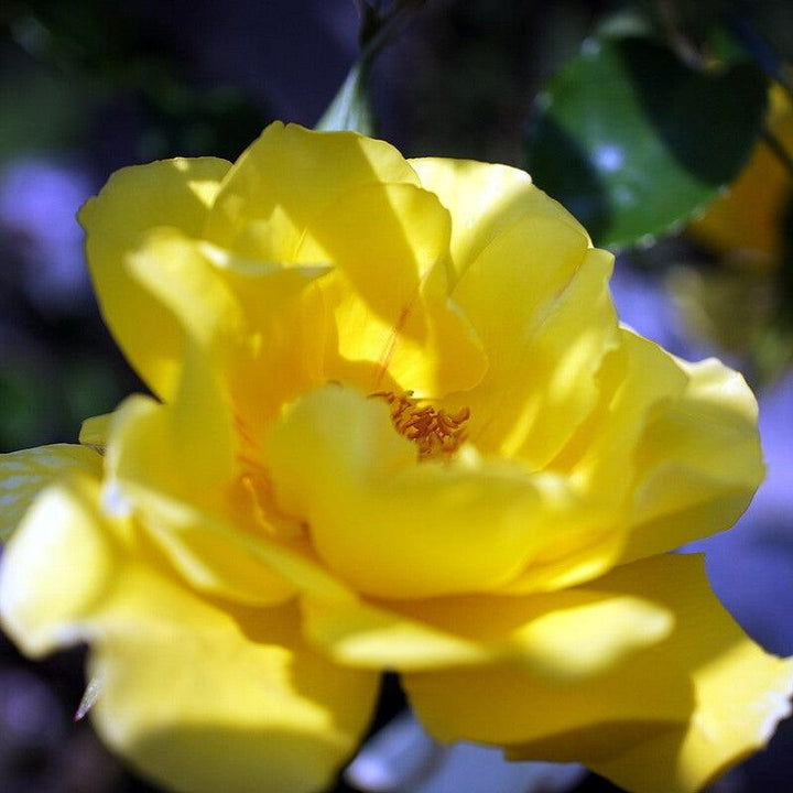 Rosa 'Golden Showers' ~ Golden Showers Rose