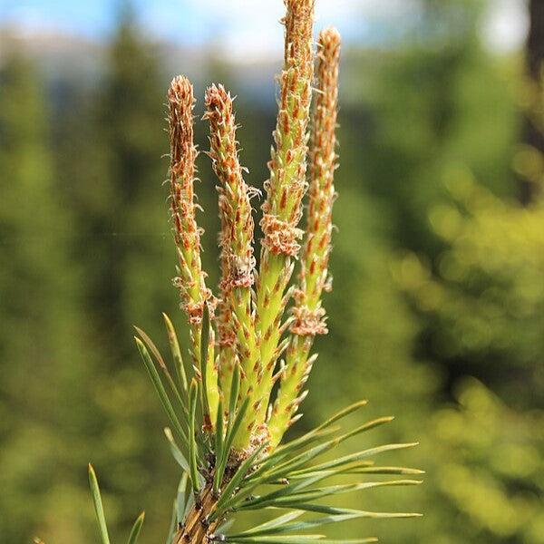 Pinus sylvestris ~ Scotch Pine