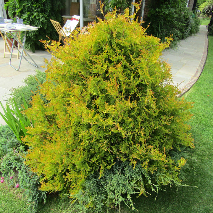 Thuja occidentalis 'Rheingold' ~ Rheingold Arborvitae