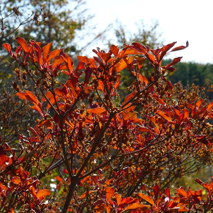 Enkianthus perulatus ~ Enkianthus