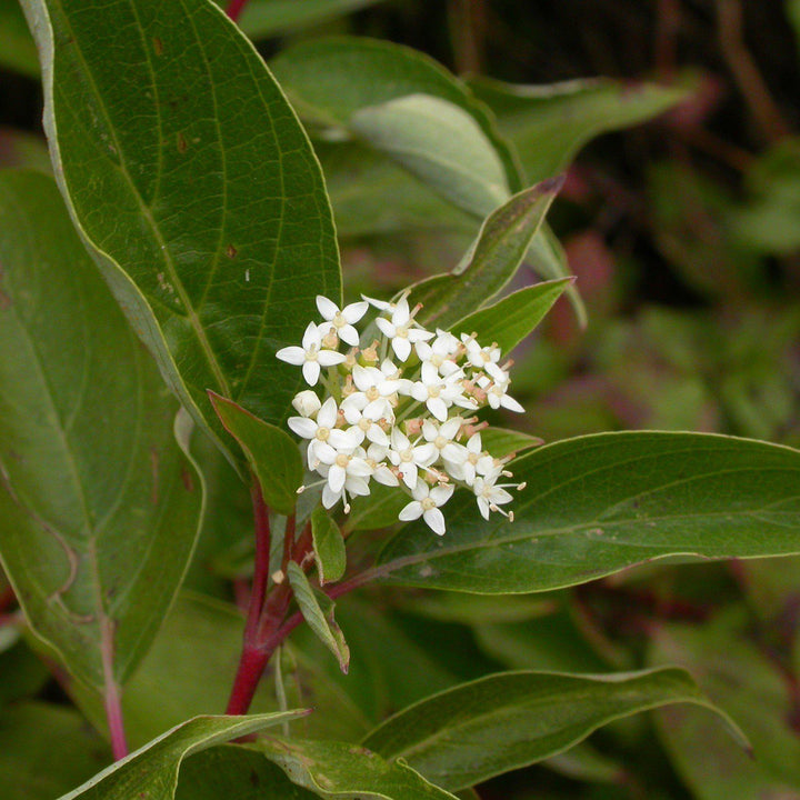 Cornus sericea 'Baileyi' ~ Baileyi Red Twig Dogwood