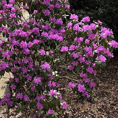 Rhododendron 'Purple Gem' ~ Purple Gem Rhododendron