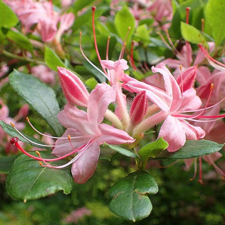 Rhododendron arborescens 'Pink And Sweet' ~ Pink N Sweet Azalea