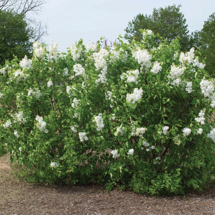 Syringa vulgaris 'G13103' ~ New Age™ White Lilac