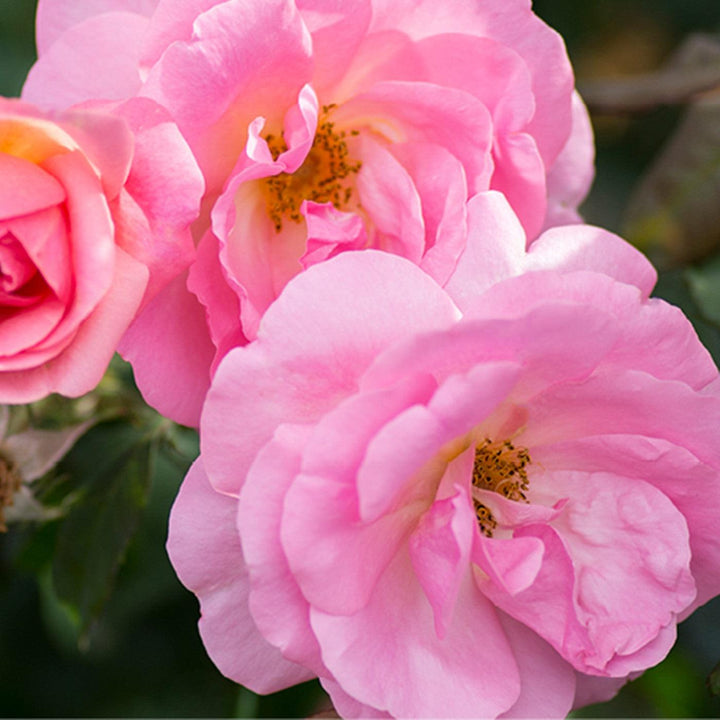 Rosa 'Radgor' ~ Knock Out® Peachy Rose