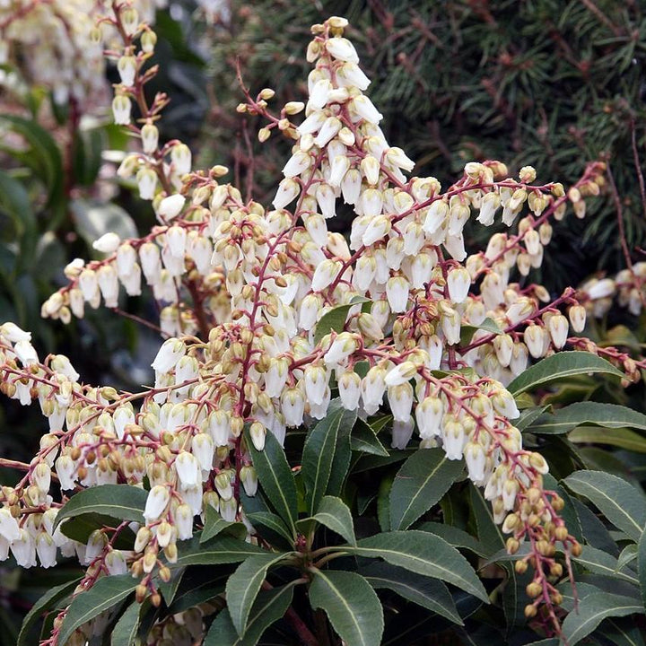 Andromeda 'Mountain Fire' ~ Mountain Fire Pieris