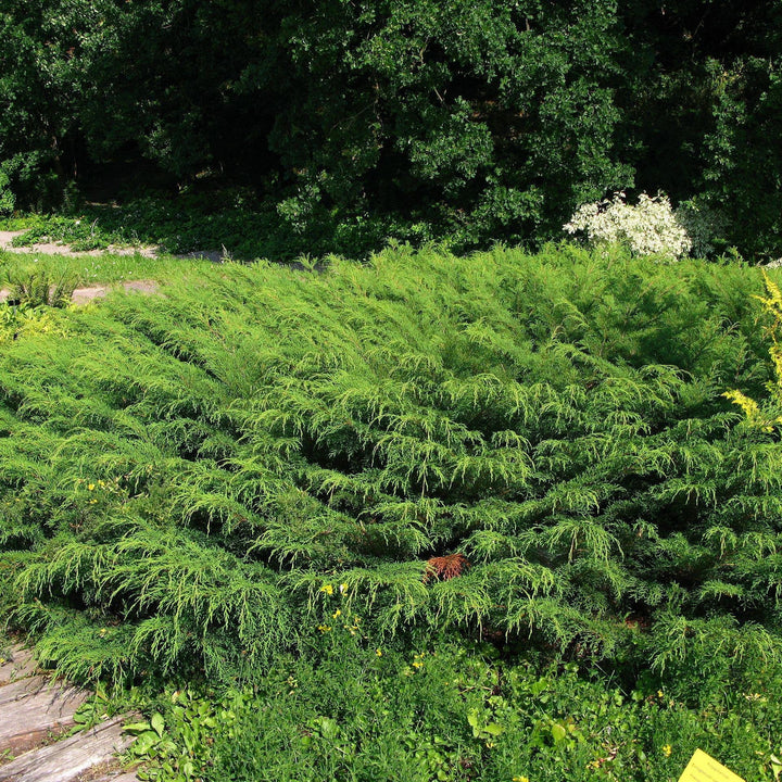 Microbiota decussata ~ Siberian Cypress, Siberian Carpet Cypress