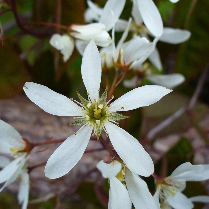 Amelanchier sp. ~ Serviceberry