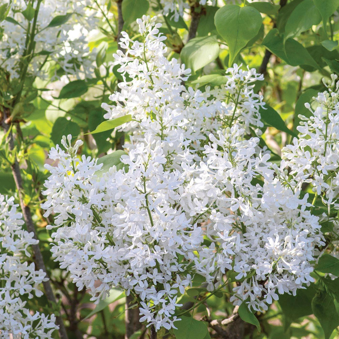 Syringa vulgaris 'G13103' ~ New Age™ White Lilac