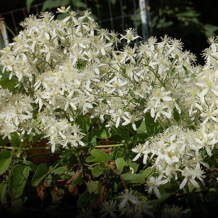 Clematis 'Sweet Autumn' ~ Sweet Autumn Clematis