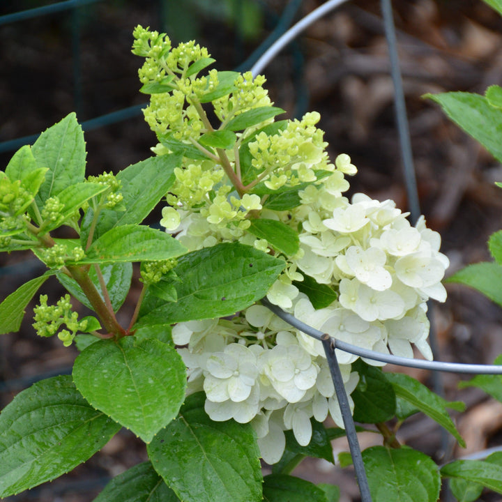 Hydrangea paniculata ‘Kolmakilima’ ~ Lava Lamp® Moonrock® Hydrangea