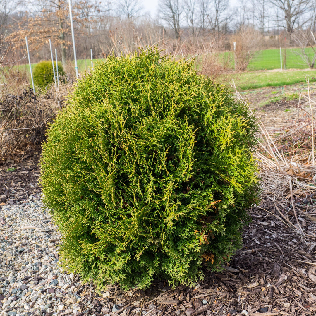 Thuja occidentalis 'Hetz Midget' ~ Hetz Midget Arborvitae, Mini Arborvitae