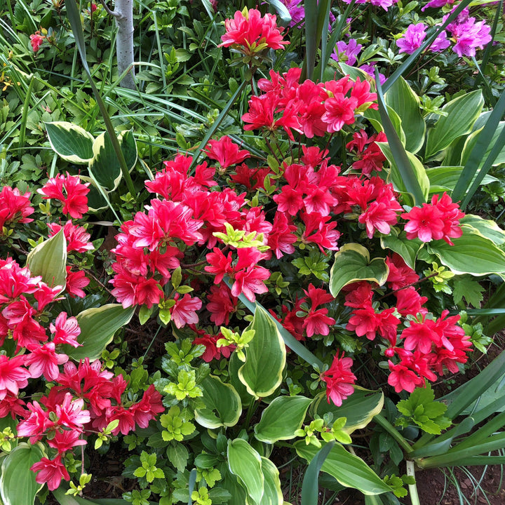 Rhododendron kurume 'Hershey's Red' ~ Hershey's Red Azalea