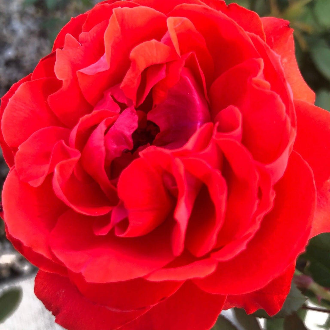 Rosa 'LIM10' ~ True Bloom™ True Passion™ Rose